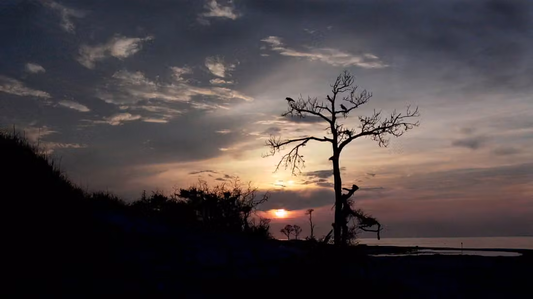 Horn Island · Sunset and Birds Nesting on Trees