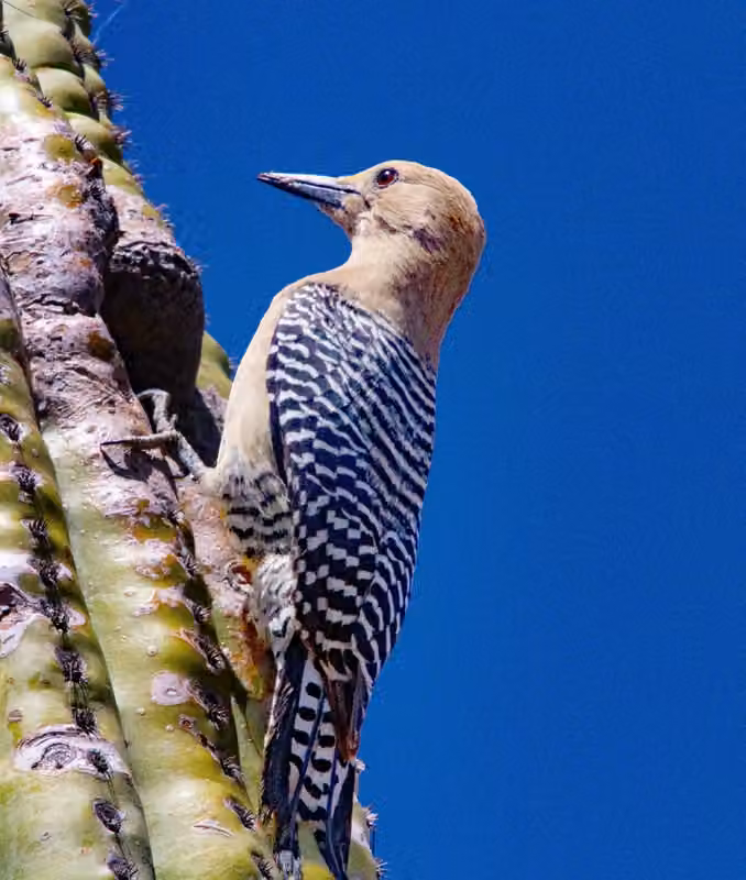 Gila Woodpecker and Cactus Nesting