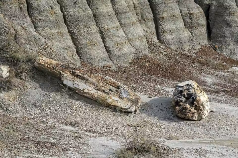 Theodore Roosevelt National Park · Petrified wood beneath layered cliffs