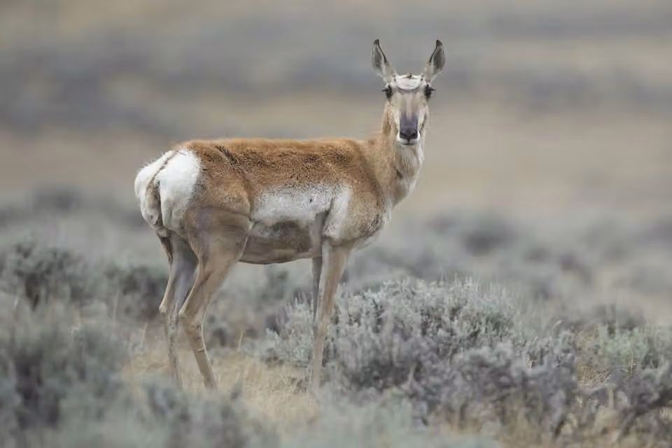 Wyoming: Female Pronghorns on the Prairies