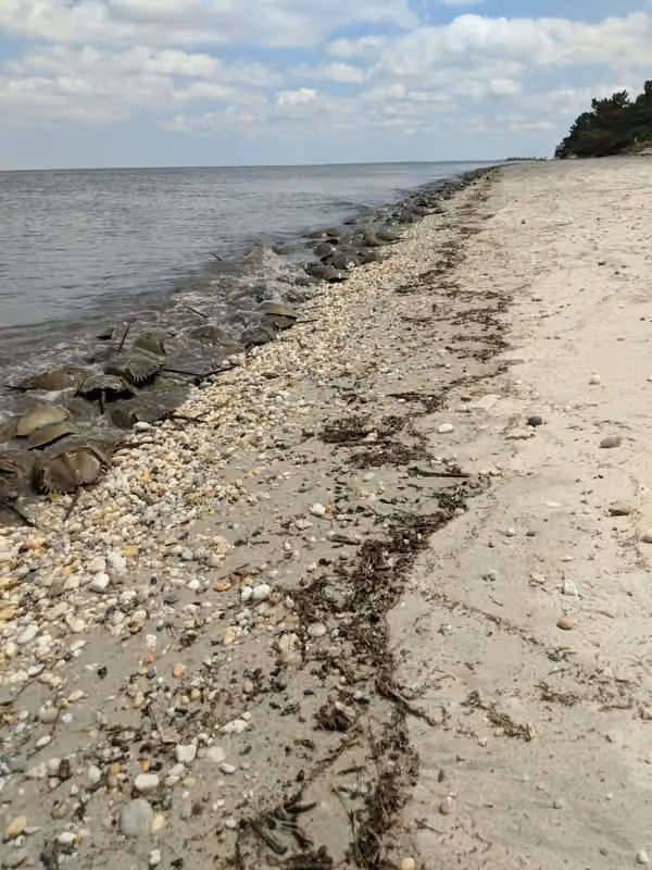 Pickering Beach · Horseshoe crabs in Delaware Bay